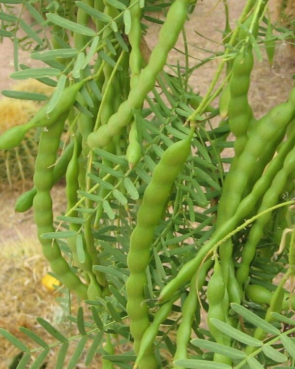 Prosopis Glandulosa