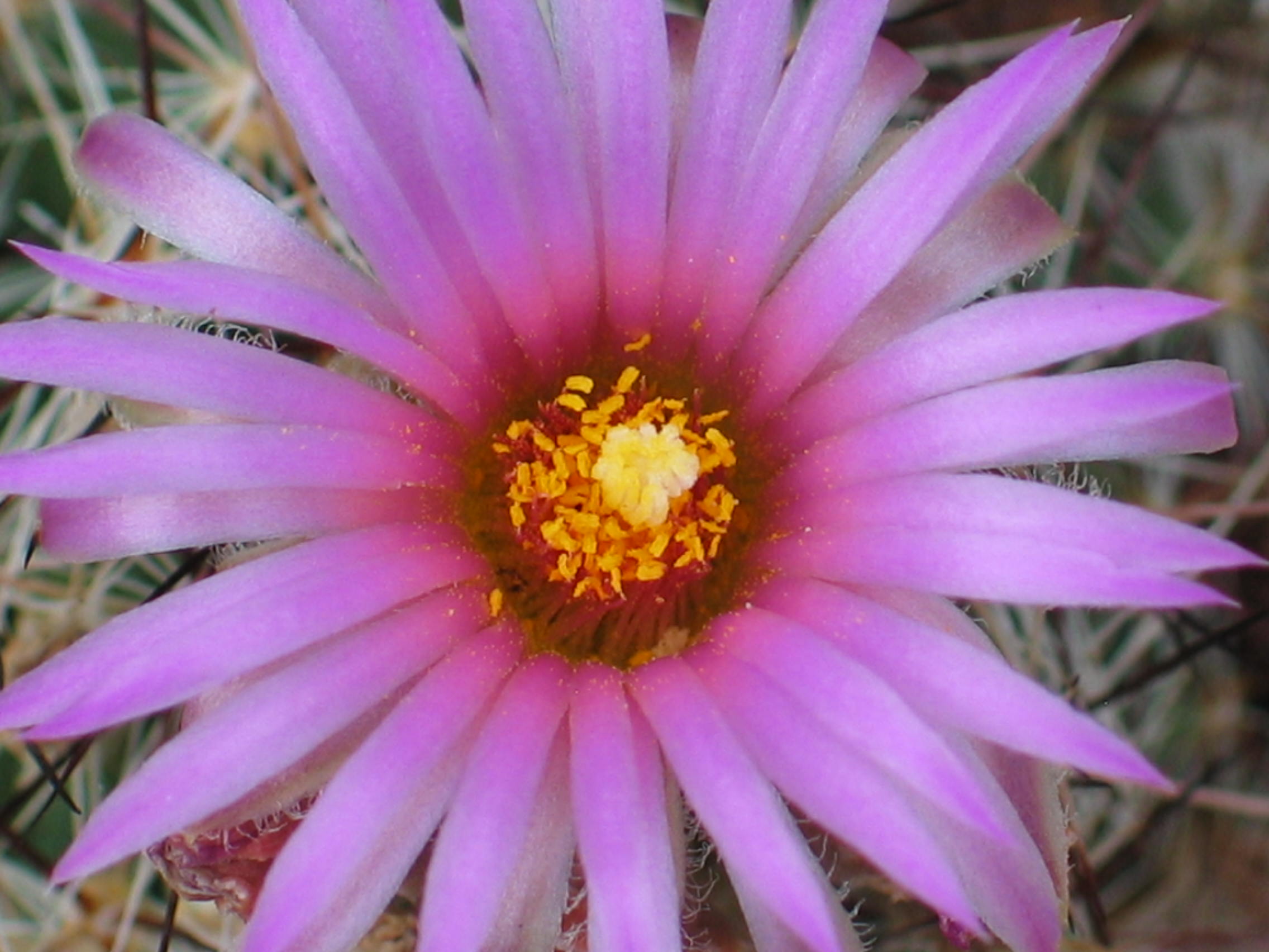 Violet Flower