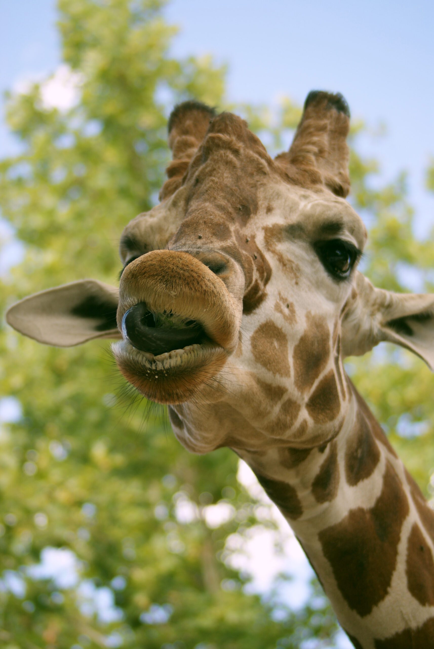 Giraffe