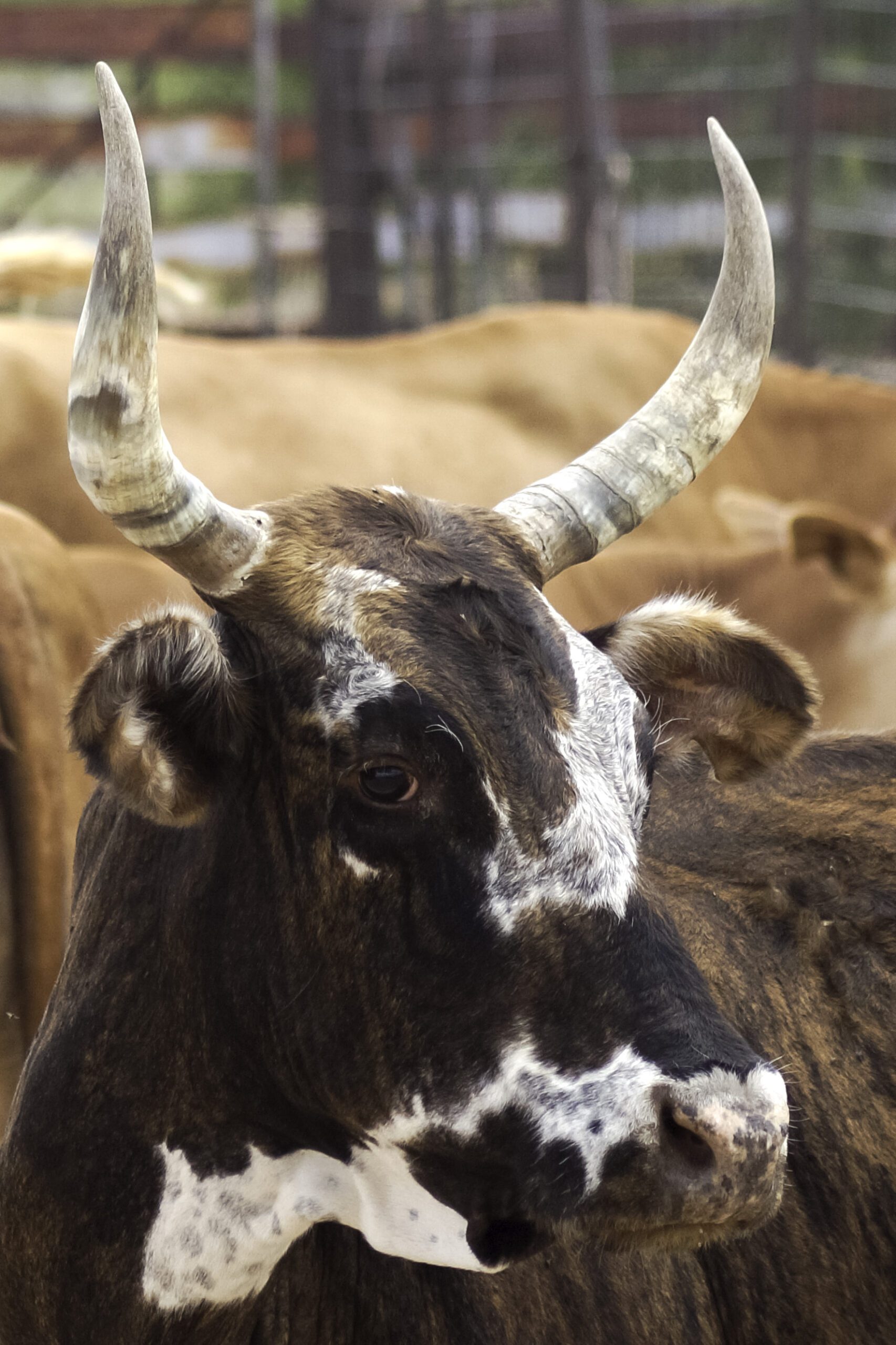 Bull