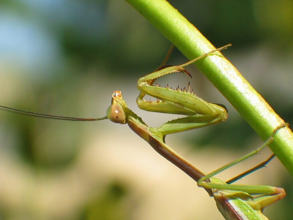 Green Mantis
